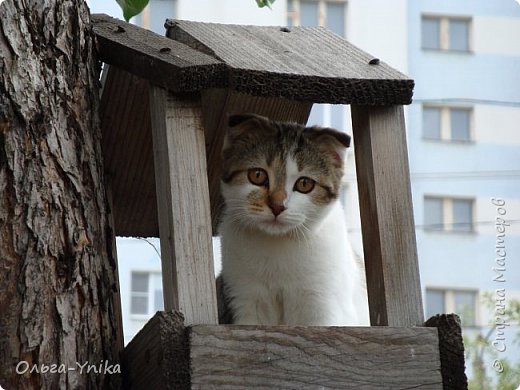 это вторая кошка, кто первый залезет, тот и караулит (фото 11)