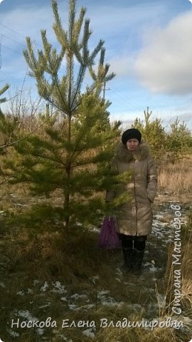 А это мы с моими девчонками ходили за шишками. Начало декабря, снега нет в помине, думали, что уж и Новый Год будем встречать без него. На окраине села. на месте бывших колхозных полей вырос настоящий лес. (фото 13)