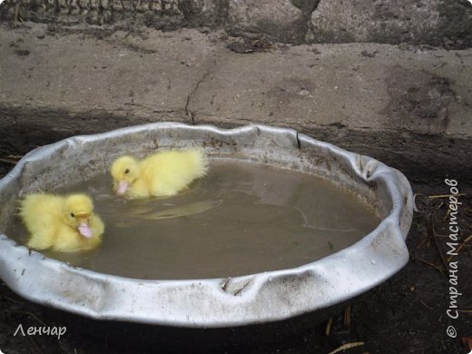 А этих высидела курица.  через пару дней, уже поплыли. (фото 9)