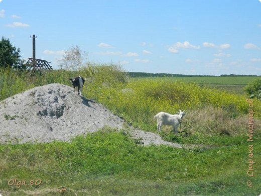 А в селе козочки конечно (фото 7)