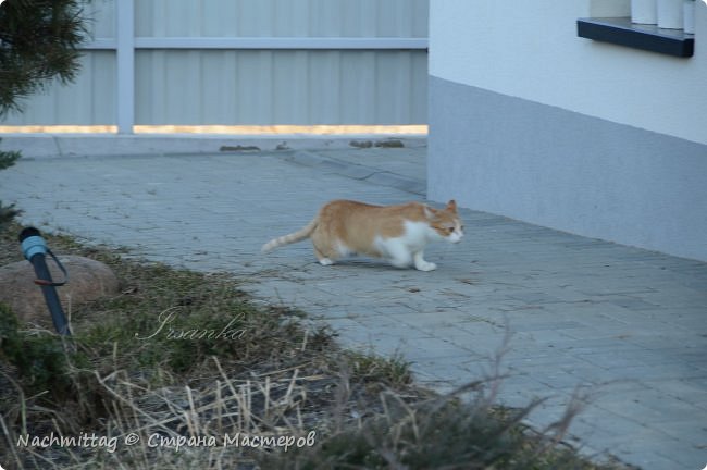 а это наш лев увидел чужого кота и удирает!) (фото 18)