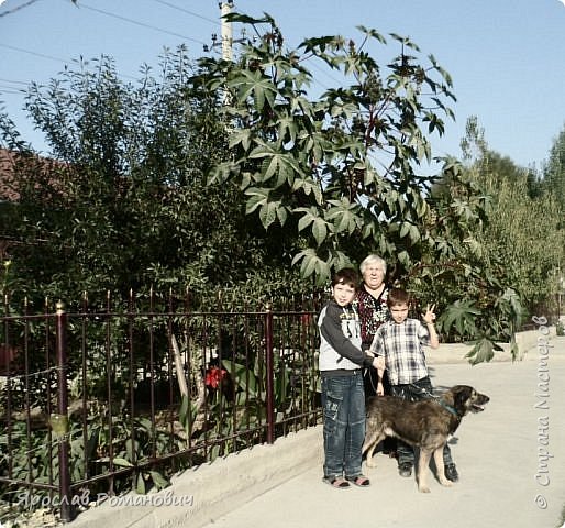 Мы на фоне Касторки. Она считается травой! Именно из этого растения делают касторовое масло. Оно лечебное. (фото 2)