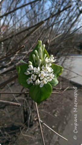 Еще одно украшение с белой сиренью для хорошего человечка. Весна, весна, ну где ты?... (фото 1)