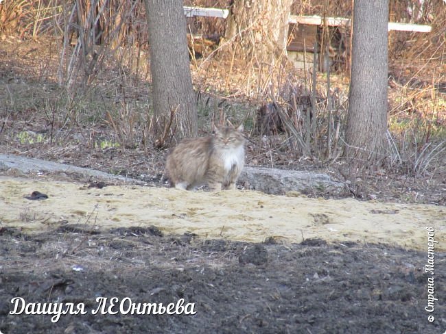 А этот кот очень суров. (фото 6)