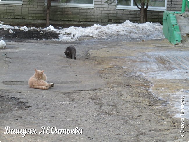 Эти двое прихорашиваются)) (фото 10)