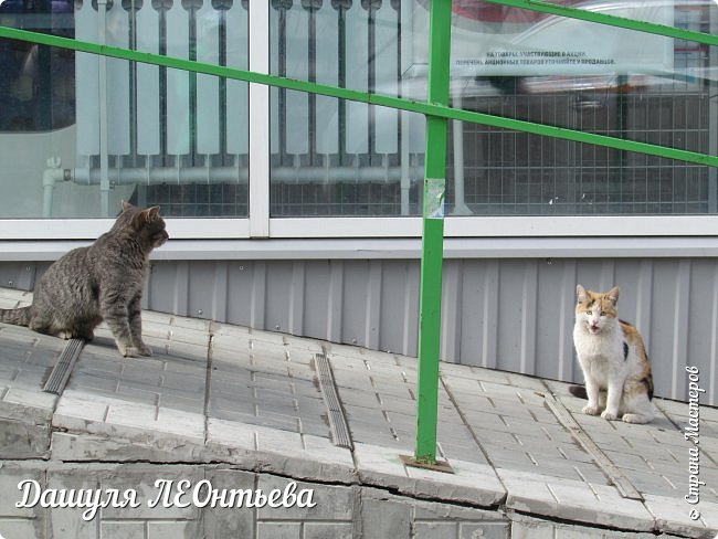 У этих двоих тоже "свидание". (фото 20)