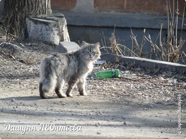 Вот такой пушистый, достаточно серьёзный кот. (фото 33)