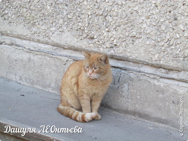 Косоглазенький кот,  но очень милый) (фото 45)