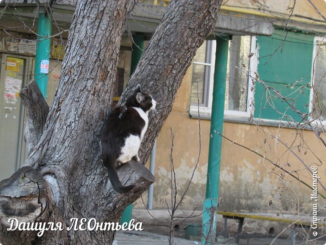 Покоритель всех деревьев)) (фото 52)