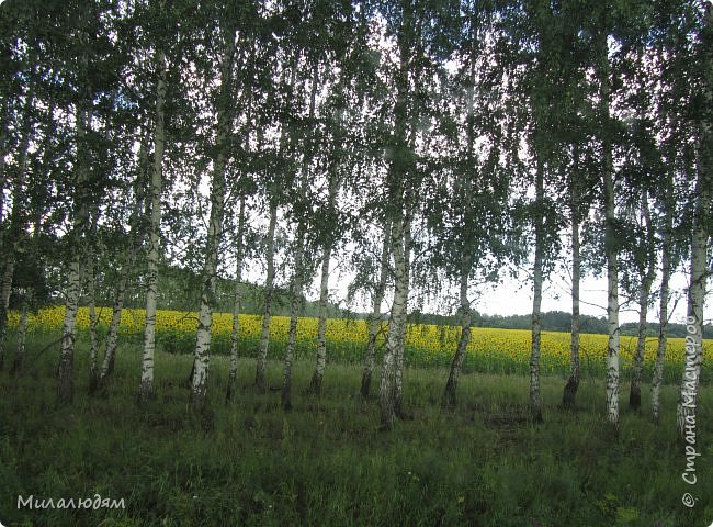 Белые березы и желтые подсолнухи (фото 88)