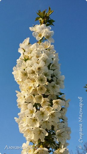 А это ,черешенка - позирует!!!  (фото 11)