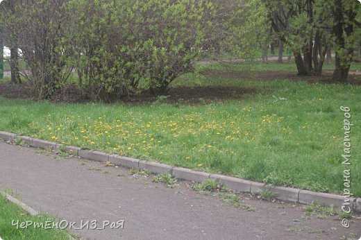 Первые одуванчики  (фото 6)