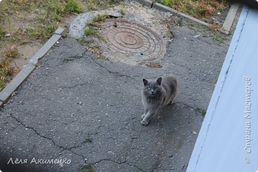 Киса спрашивает: "Ну, что нашел?" (фото 4)