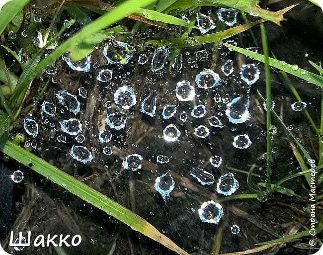 Ну, вот! Не вытерпела!!! Размещаю-таки свои вчерашние фотографии! Особенно первую оцените))) На даче, вроде, все такое привычное.... а вчера прошел дождь... а я просто шла по дачной дорожке.... а они (капельки) как блеснут игривой искоркой прямо в глаз!!!.... и вот я уже несусь за мобильным (фотоаппарат дома оставила)!!! и уже ползаю вокруг подбирая самый-самый ракурс с видом маньячишки!!! Не знаю, как у Вас, а у меня от таких картин у "зобу дыханье сперло")))  (фото 1)