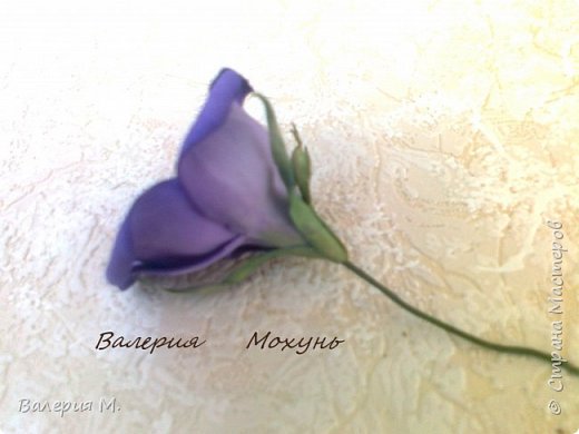 Эустома (фото 71)