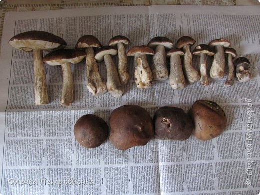 Итог четвёртого дня грибосбора - 2 июня(17 штук). (фото 34)