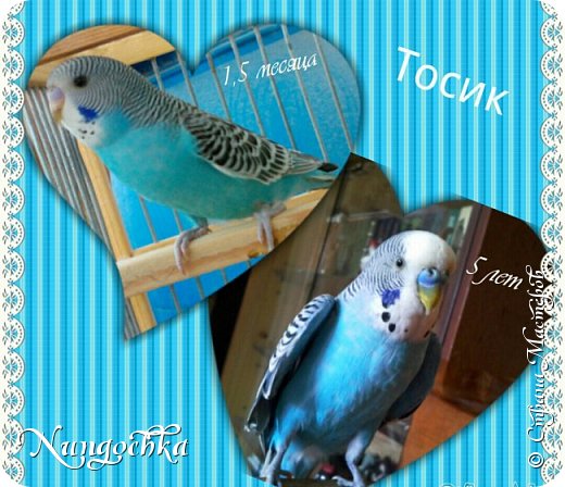 Зовут меня Тосик. И я голубой.
Нет,нет,не подумайте..Я не "такой"!)
Пёрышки у меня цвета небес.
Да и вообще я красавец! Прям Ахиллес!)
Самодостаточный я господин.
Живу я в хоромах,хоть и один).
Поведать хочу вам о жизни своей.
Полно в ней хороших и добрых людей.
Наверно родился я под счастливой звездой.
Я очень доволен своею судьбой!
Со мною Татуша обычно всегда.
А с Сашкой проходят мои вечера.
Я очень активен весь день напролёт!
Игрушки,качели,купанье,..полёт..
В моём рационе лакомства все!
Ни в чём не отказываю я себе).
Краситься очень люблю бураком!)))
-Наверно считаете меня Чудаком?!))...
Купаюсь в жару я в мокрой траве.
О боже,как чудно!!
-Завидуйте мне?!)))
Особняк мой обычно всегда в чистоте.
Татуша всё тщательно чистит тут мне.
Играет со мной,целует,лелеет...
А в зимнюю стужу в ладошках согреет.
А Сашка прикольный.Большой и смешной.
Он ровно в семь приходит домой.
И тут я забуду на время игрушки,
Сейчас он подарит мне почесушки!!!
Устроюсь удобней в ладони я ловко,
И тут начинается!....-шейка,головка...
Я словно как в сказке!
Сводят с ума меня эти чудные ласки!)
Люблю я хозяев,мне повезло.
Для них я родное совсем существо.
Вот правда я донимаю их иногда...
Болтаю без умолку всегда и всегда!))
А может и нет,может я ошибаюсь!?
Ведь с ними я собственно так и общаюсь.
Копирую их голоса,смеюсь как они...
И так провожу я обычно все дни).
Счастливым вполне себя я считаю!
-...наверное много опять я болтаю?))
Мой монолог,надеюсь вас не утомил.
Я вкратце душу вам излил.
Ой,кстати,чуть не забыл,друзья!,
В июне 23го числа
Мне стукнет ровно пять годков!
Вступлю я в статус "мужиков"!)
Всех приглашаю на день рожденья!
И жду от вас в подарок угощенья!
Ну вот и всё. А сейчас мне надо спать.
Завтра много дел опять.
Пёрышки почистил,хвостик...
Сунул клювик под крыло.
Всё. Теперь совсем темно.
...
Я подхожу и накрываю клетку.
Спи сладко в чудном мире птичьих снов!
И на лице моём улыбка. И нехватает просто слов,
Чтоб выразить какое это счастия кусочек!
Что в нашей жизни этот маленький комочек,
Родной и преданный дружочек!
(фото 10)