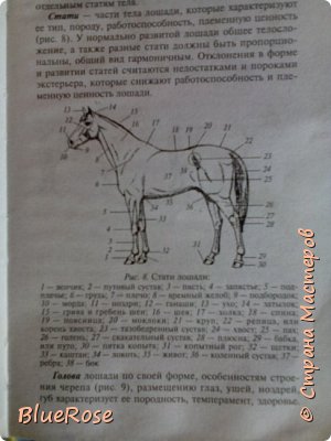 Стати лошади)))Пясть под номером 3 на первой строчке, и на передних ногах. (фото 3)