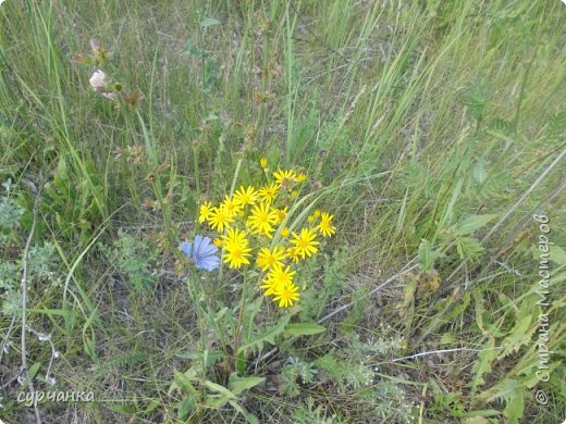  Ягода малина в гости нас манила..... (фото 17)