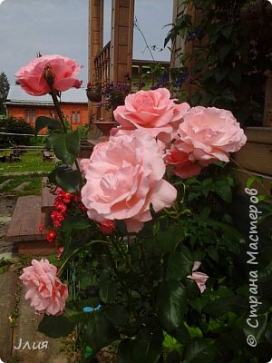 Роза, живет у меня второй год (фото 6)