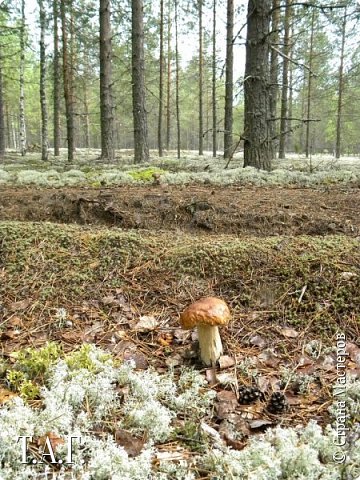 Такую добычу я не пропускала, срезала и складывала в коляску. (фото 19)