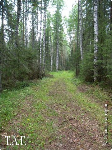 Прибыли за грибами в лес, солнца нет, небо хмурится. (фото 2)