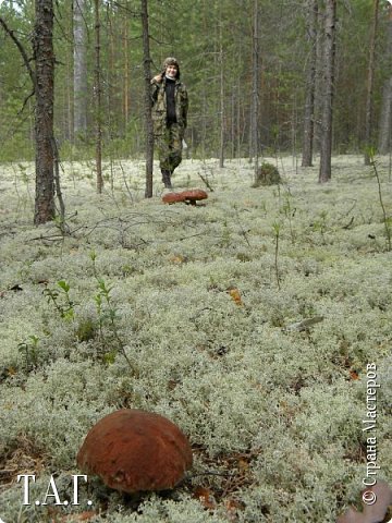 Встретились с Венерой на просторах бора. (фото 23)