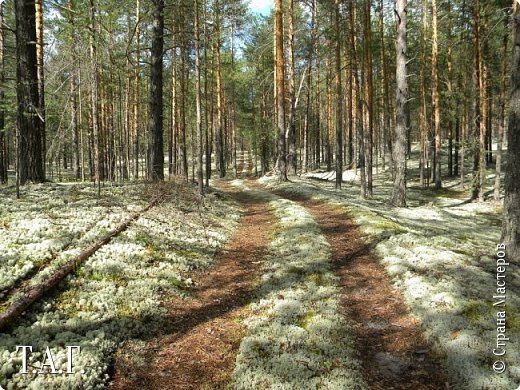 Мы же с внуком шли по этой дорожке.  (фото 31)