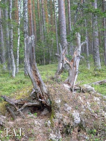 Груздей не нашли, за то я пофотографировала корягу и нору под ней. (фото 36)