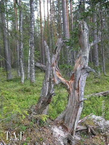 У медведя во бору... (фото 37)