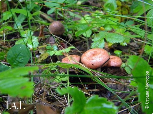 Волнушки-подружки, на заднем плане еще один грибок. (фото 10)