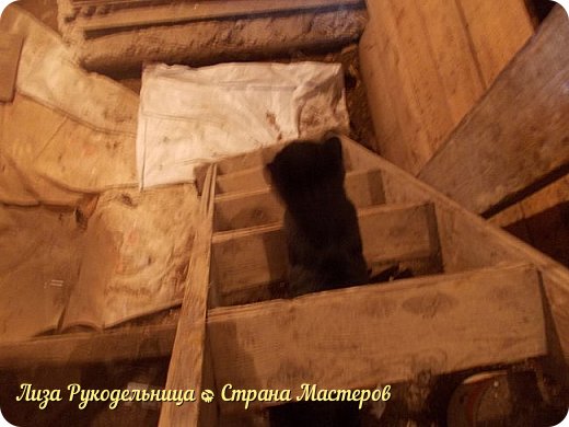 и тут меня ждала неожиданность! сёма увидел что голбец открыт и залез в него, а вышел от-туда вот... (фото 8)