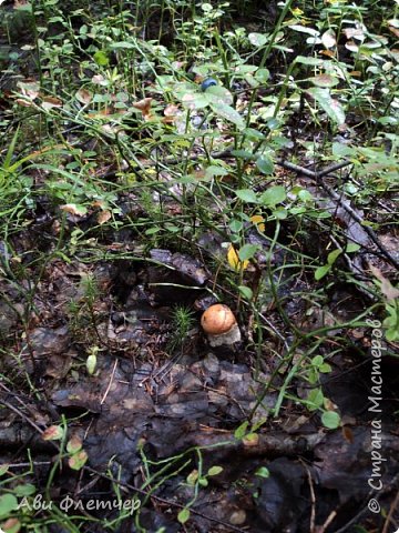 ... среди черничных кустиков юный красноголовик (фото 4)