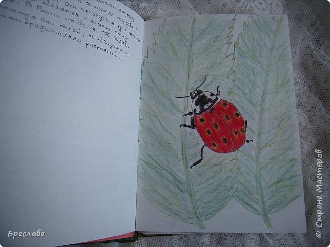 Божья короввка (фото 3)