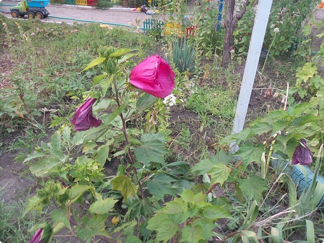 вот такой цветочек только посадила весной долго болел но зацвел) (фото 9)