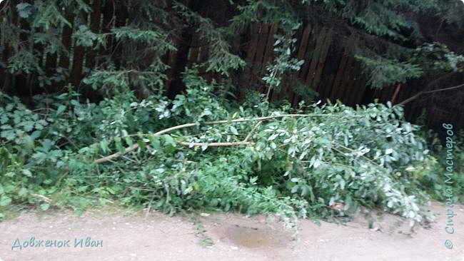 Дерево упала на дорогу и его отодвинули в сторону  (фото 14)