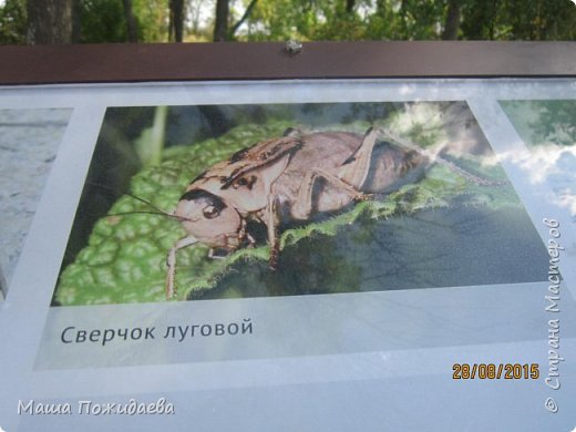 Поездка в Дивногорье (фото 14)