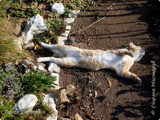 А это сосед зашёл пузо погреть на осеннем солнышке. (фото 16)