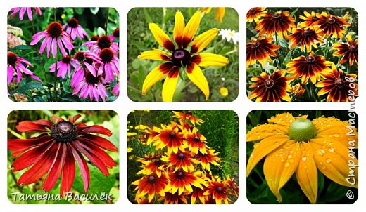 Рудбекия (Rudbeckia) - это род травянистых растений семейства Астровые.
Существуют однолетние, двулетние и многолетние виды этого красочного растения.
Родиной рудбекии являются прерии Северной Америки. Когда там появились первые
переселенцы из Европы, они были очарованы этим растением. В честь рудбекии
слагали стихи. Первое название рудбекии - Черноглазая Сюзанна.
Переселенцы не только стали выращивать рудбекию как декоративное растение,
но и привезли семена понравившегося цветка в Европу. В Европе рудбекия также
завоевала сердца цветоводов. В Германии рудбекию иногда называют Солнечная
шляпа. В настоящее время рудбекия считается символом американского штата Мерилэнд.
Кстати, свое название рудбекия получила от Карла Линнея. Он решил таким образом
увековечить имена шведских ботаников Рудбеков, назвав в честь них новое растение,
и пророча рудбекии великое будущее: даже при условии, если смолкнет весь мир,
цветы рудбекии будут гласить о нем до тех пор, пока существует природа.
http://floweryvale.ru/garden-plants/casa-rudbeckia.html
(фото 5)