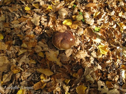 Осенний лес. (фото 12)