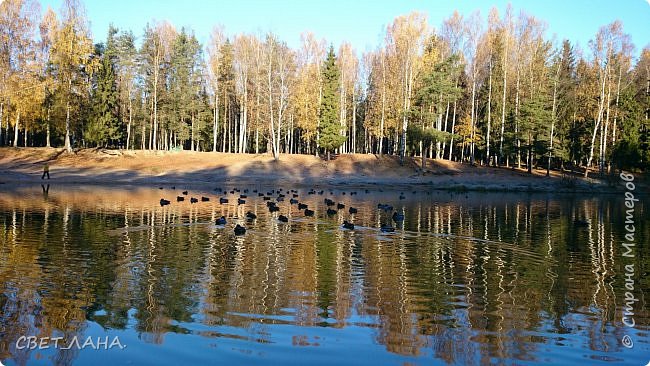 А вот такая осенняя красота у нас на водоёме! (фото 15)