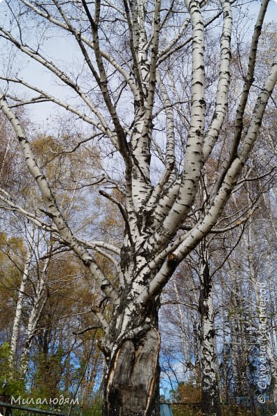 Осенняя дорожка из лета в зиму. (фото 32)