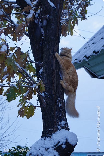 Первый снег. И моя любимица кошка Муся. (фото 67)