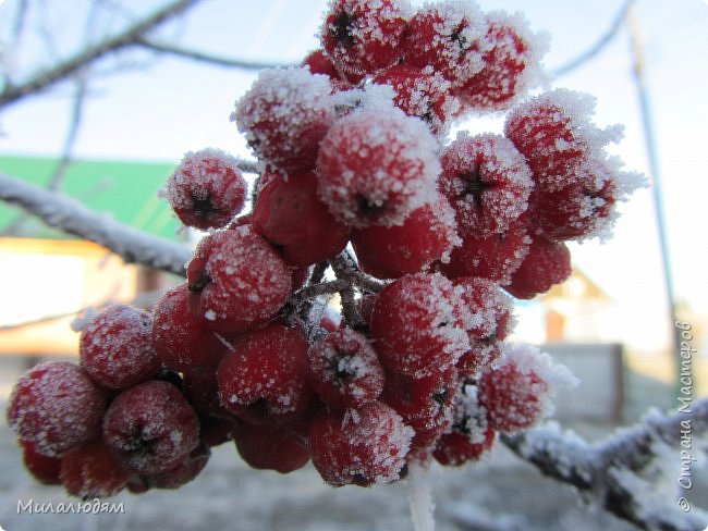 Осенняя дорожка из лета в зиму. (фото 64)