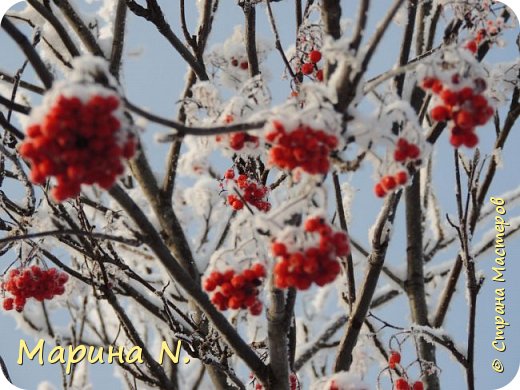 Рябина..своя...из  огорода))))))) (фото 10)