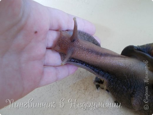 И ахатина Нелли.Ей около 3 лет. (фото 14)