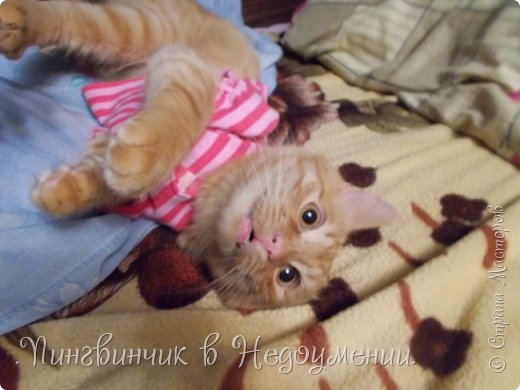 А это мы дурачились,я надела на Филю кофту куклы:))(о был не против,ему даже нравилось) (фото 2)