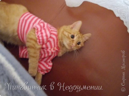 Мои питомцы:3 (фото 4)