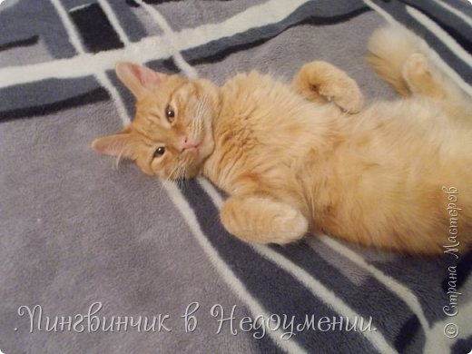 Мои питомцы:3 (фото 8)
