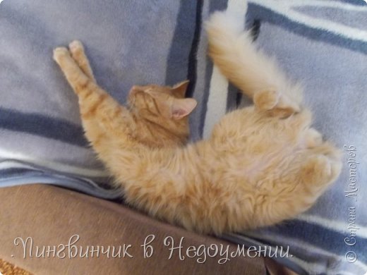 Мои питомцы:3 (фото 9)